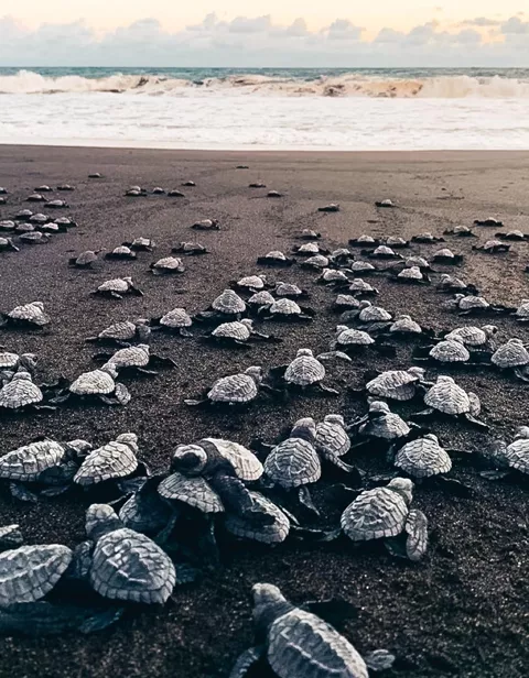 Baby turtles released into the wild at the Kosgoda Centre, Sri Lanka