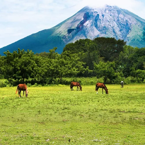 Arenal Volcano towering over grazing horses in Costa Rica - Contiki Antigua to San Jose Tour