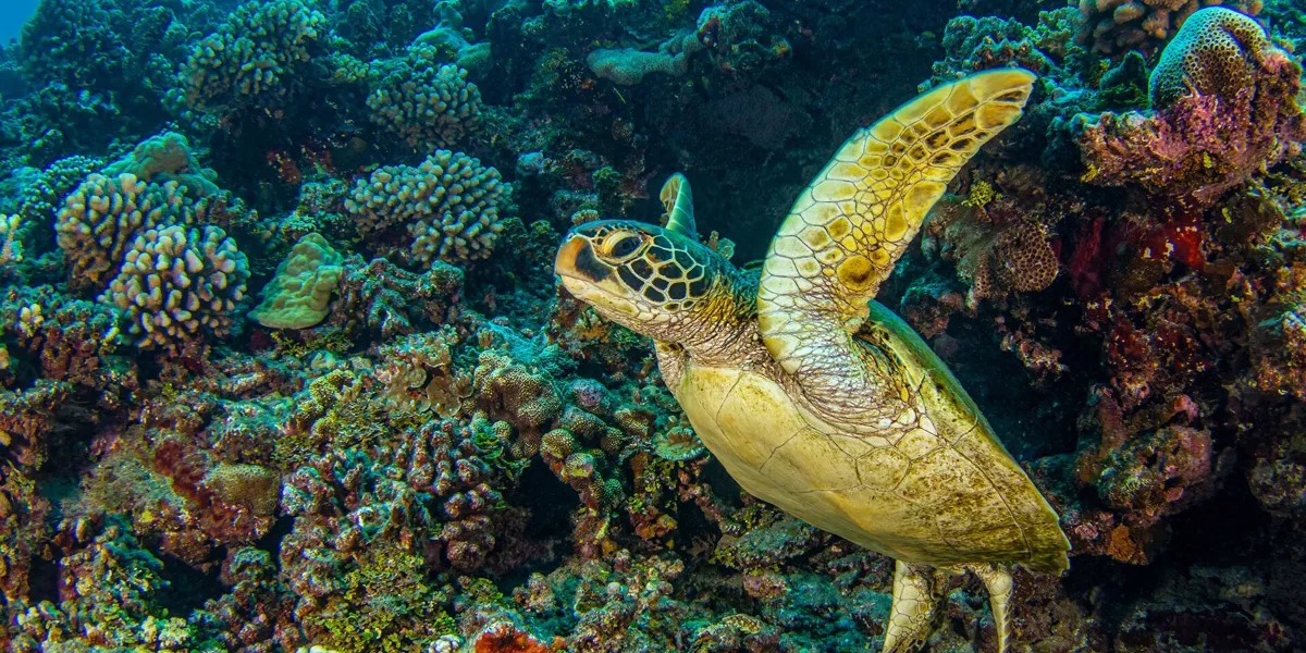 A sea turtle swimming under the light blue sea in Costa Rica.