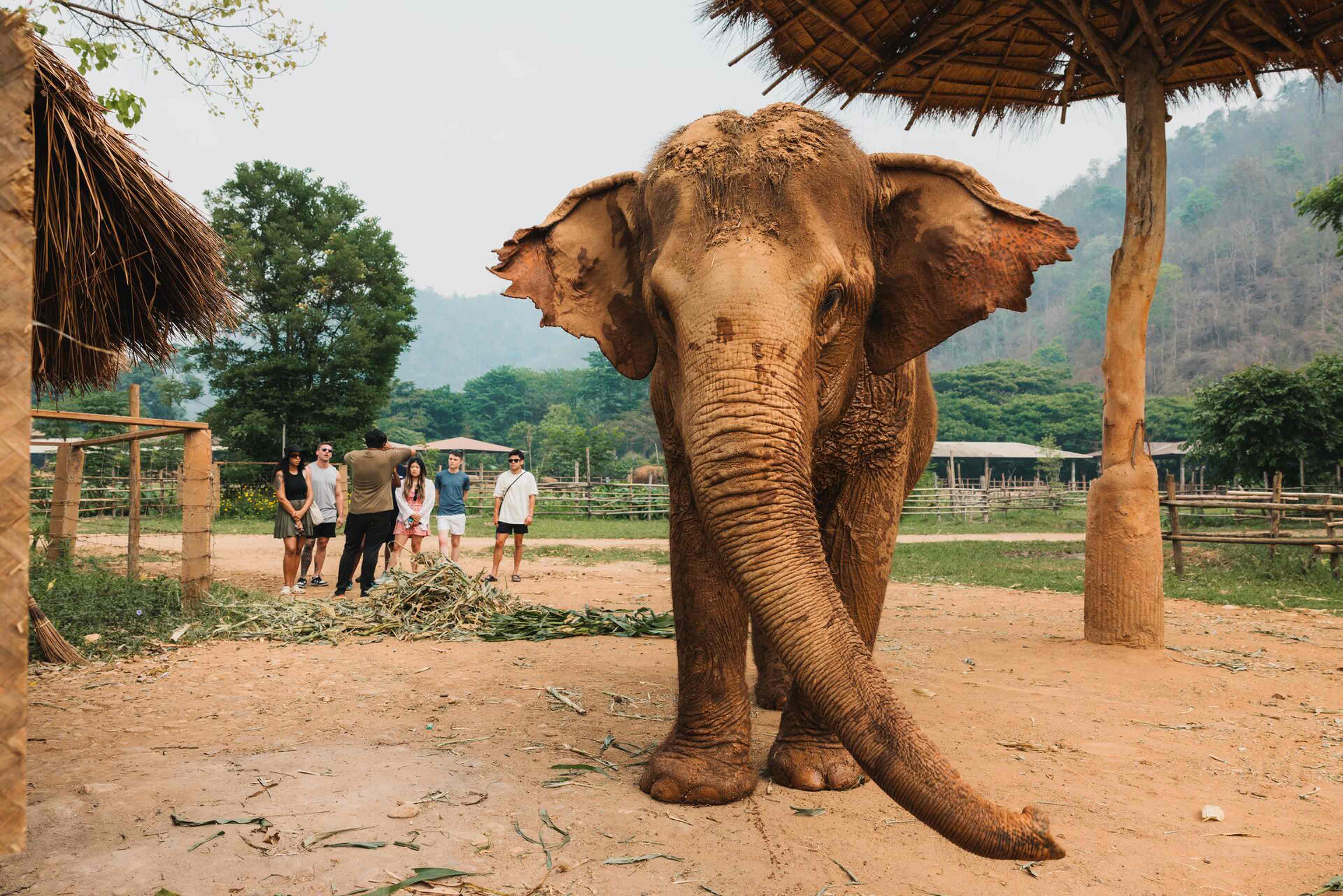 Travellers looking at elephant, Thailand