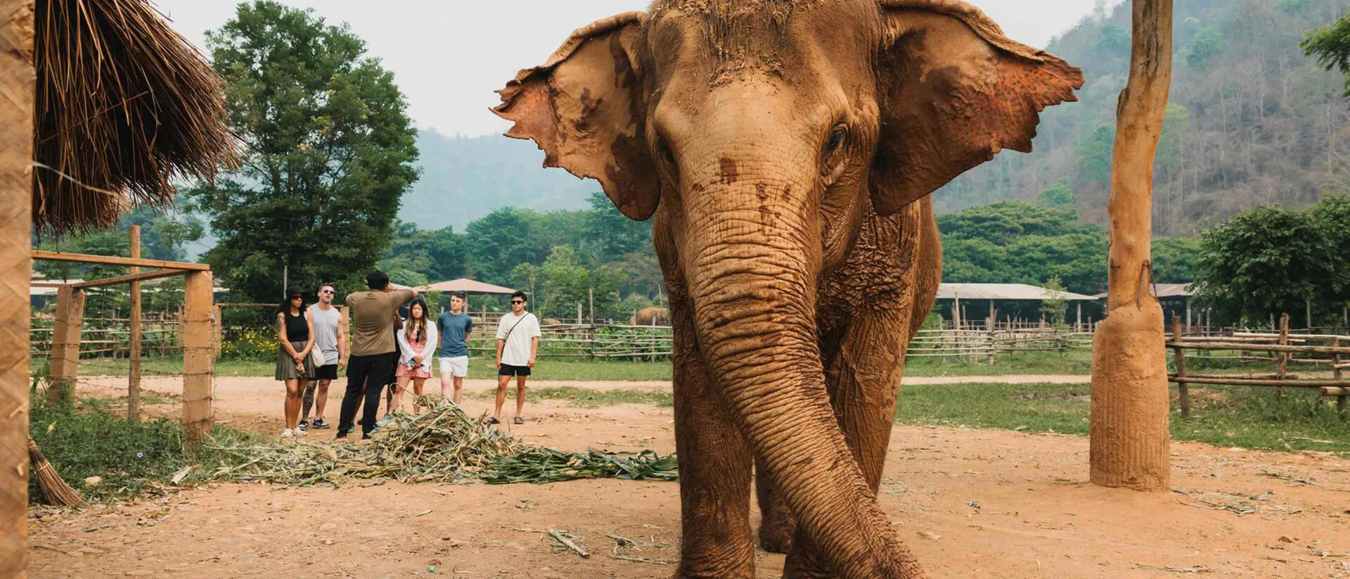 Travellers looking at elephant, Thailand