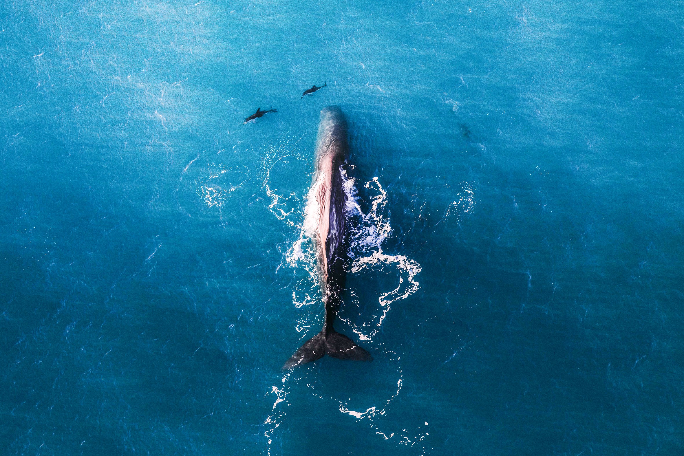Birds Eye View of Sperm Whale Swimming through Water, Kaikoura, New Zealand