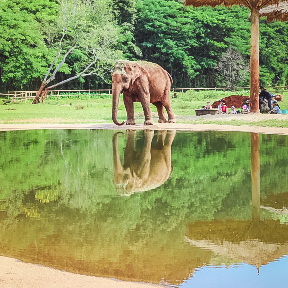 An elephant standing in front of a body of water