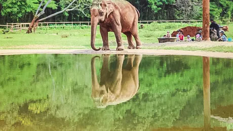 An elephant standing in front of a body of water