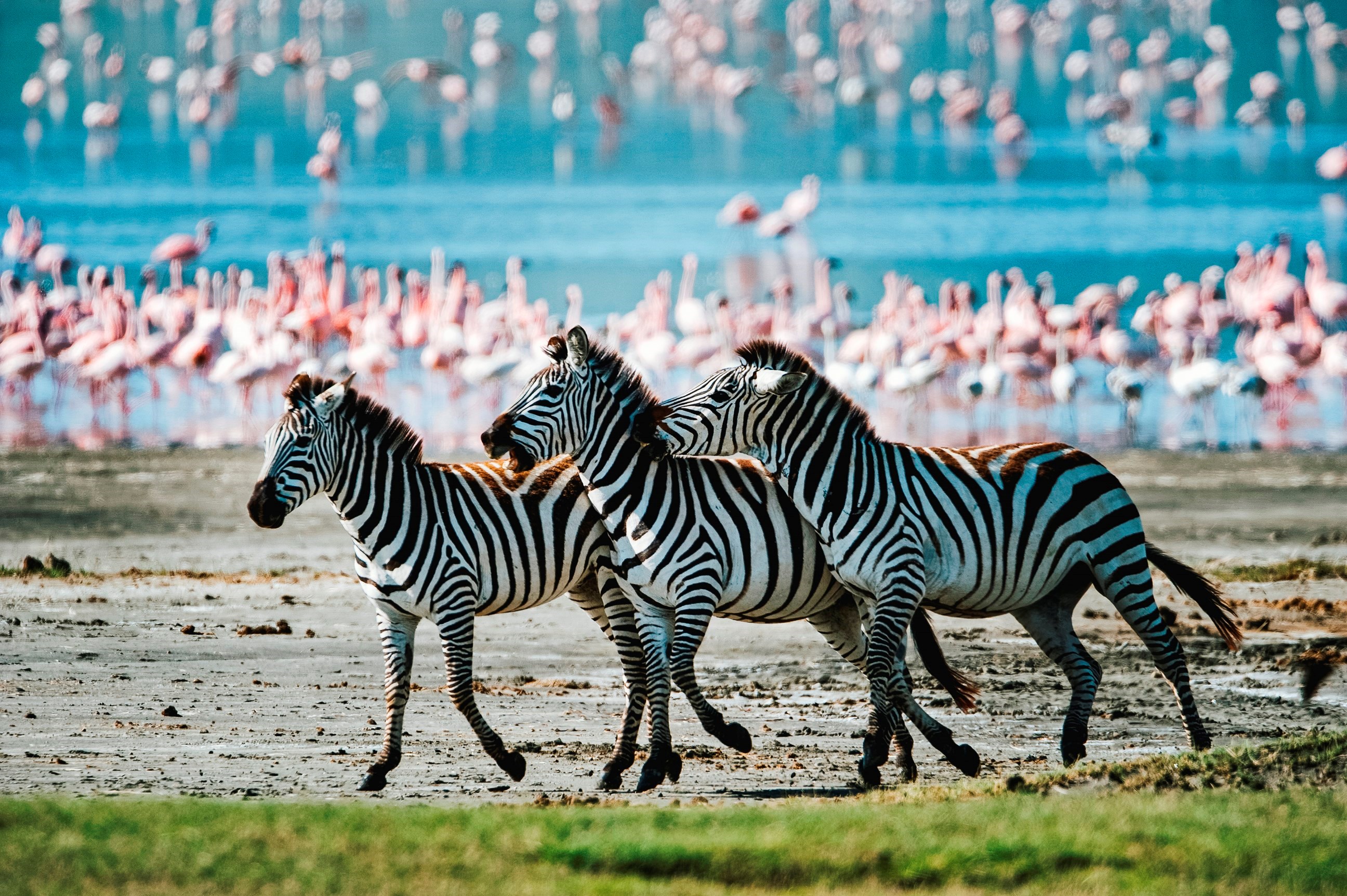 Zebra running across plains of Kenya, Africa
