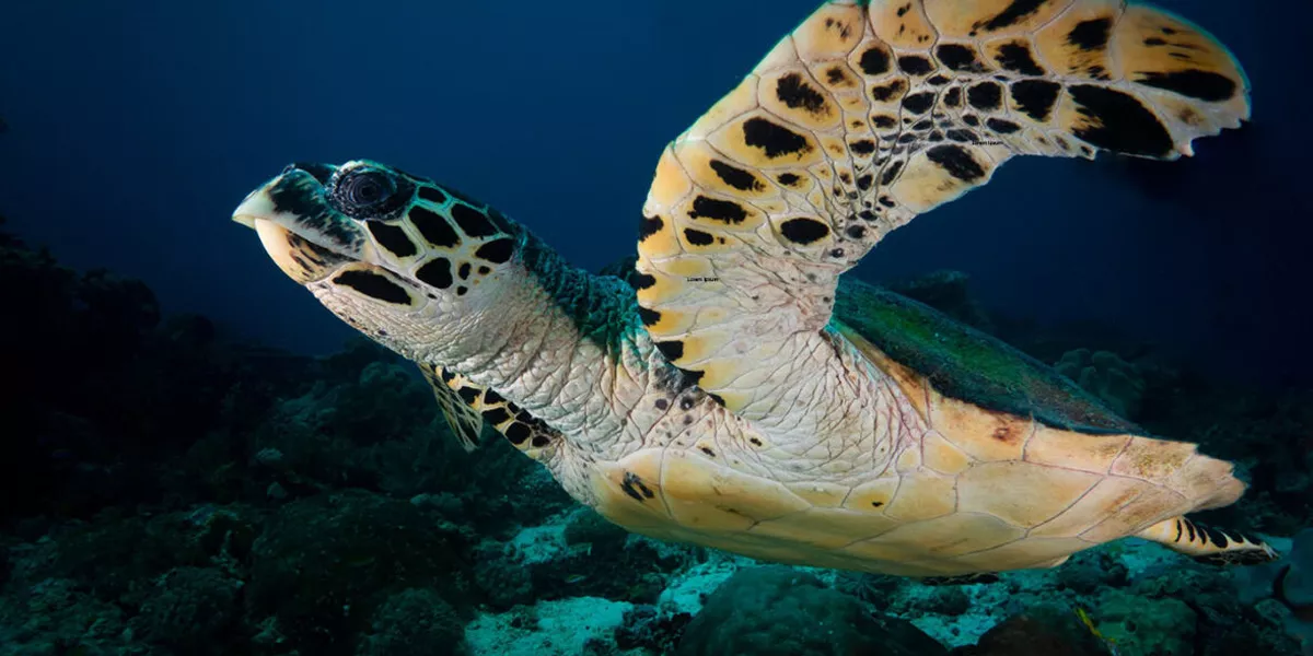 Sea Turtle
