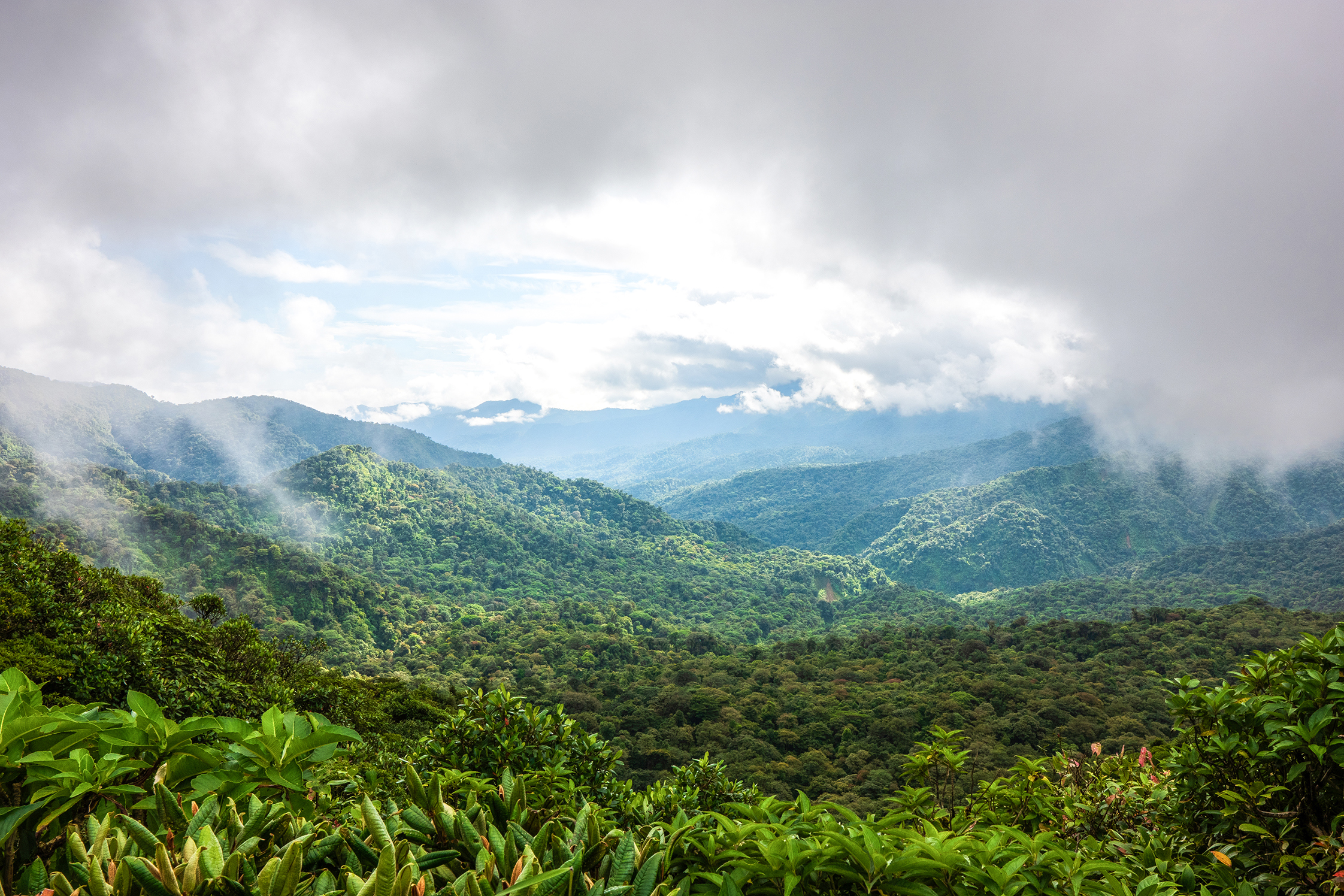 Experience Monteverde's Cloud Forest