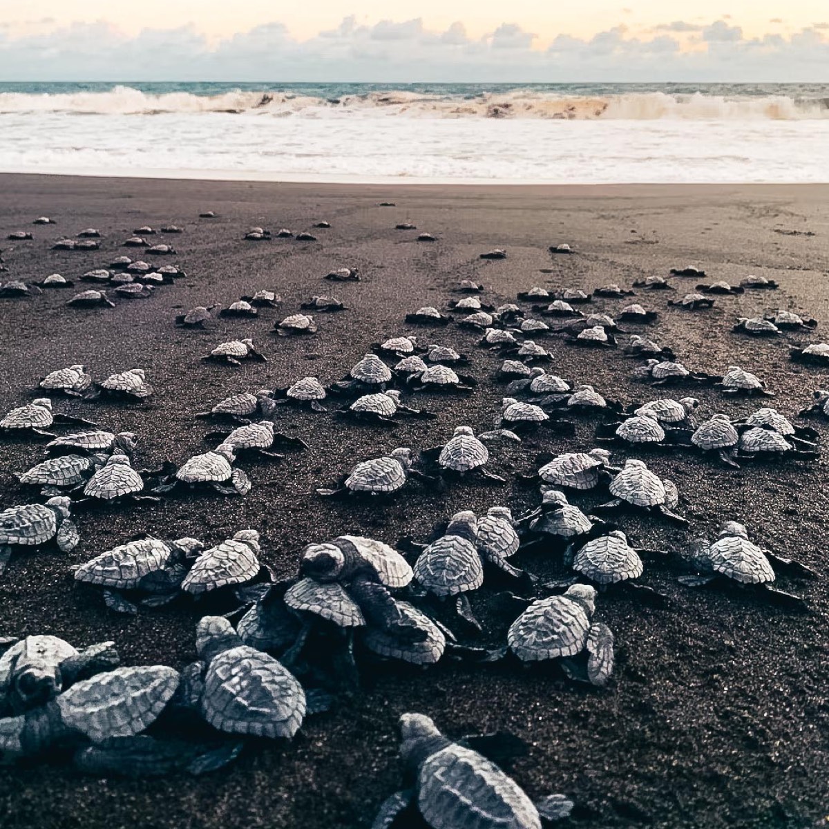 A bunch of turtles are on the beach