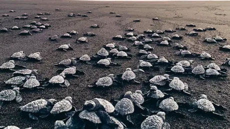 A bunch of turtles are on the beach