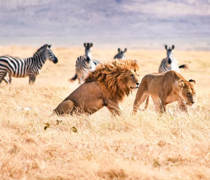 Animals in the Savanna