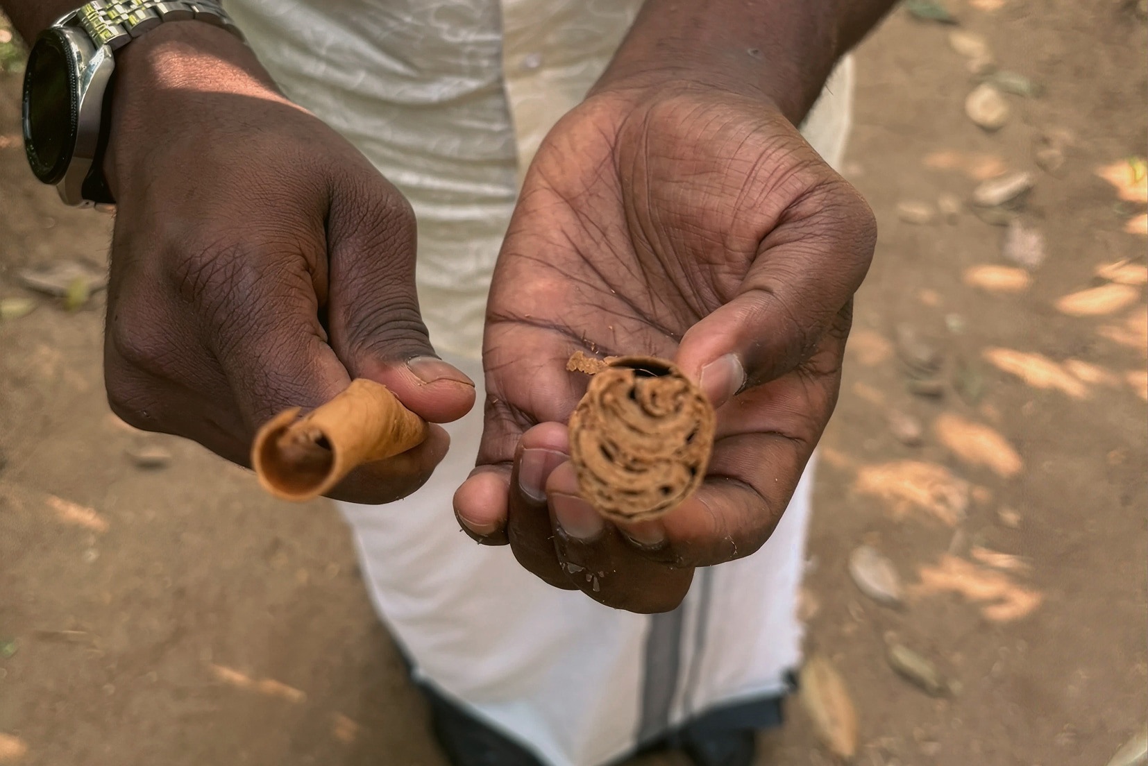 Discover Kerala's Spice Plantations