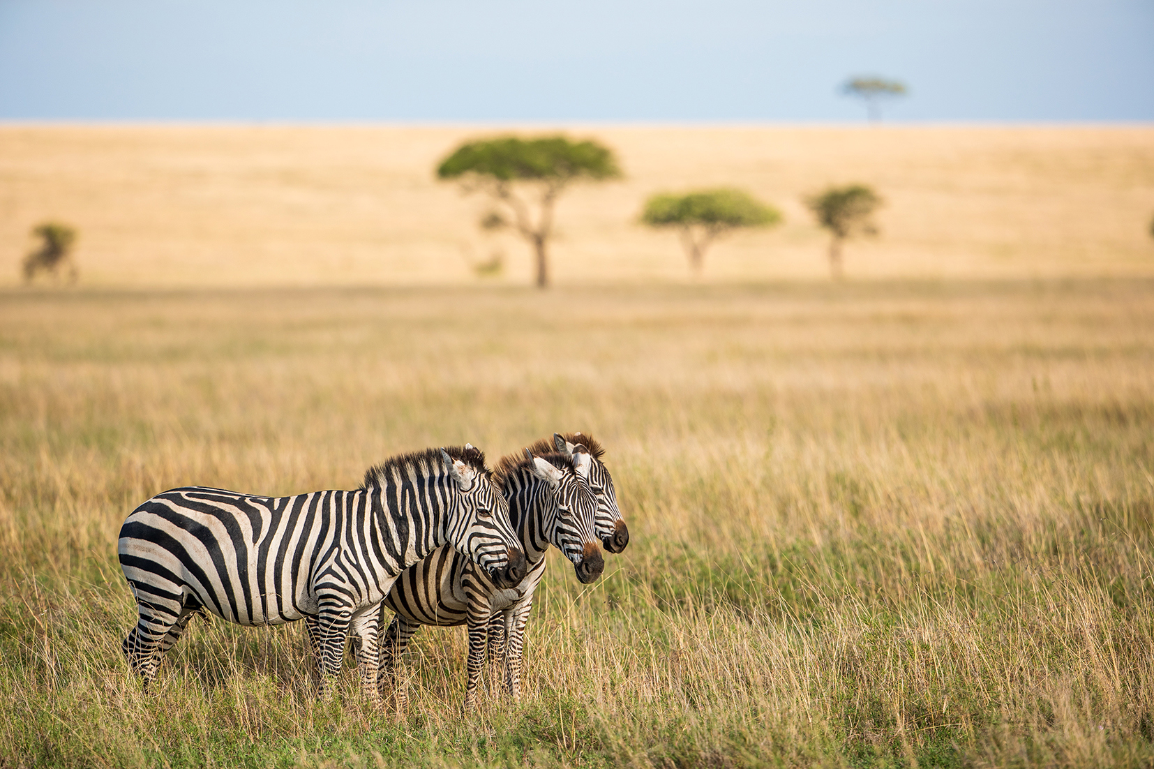 Take an afternoon Game Drive in the Serengeti