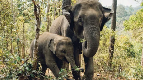 Elephants in Phuket