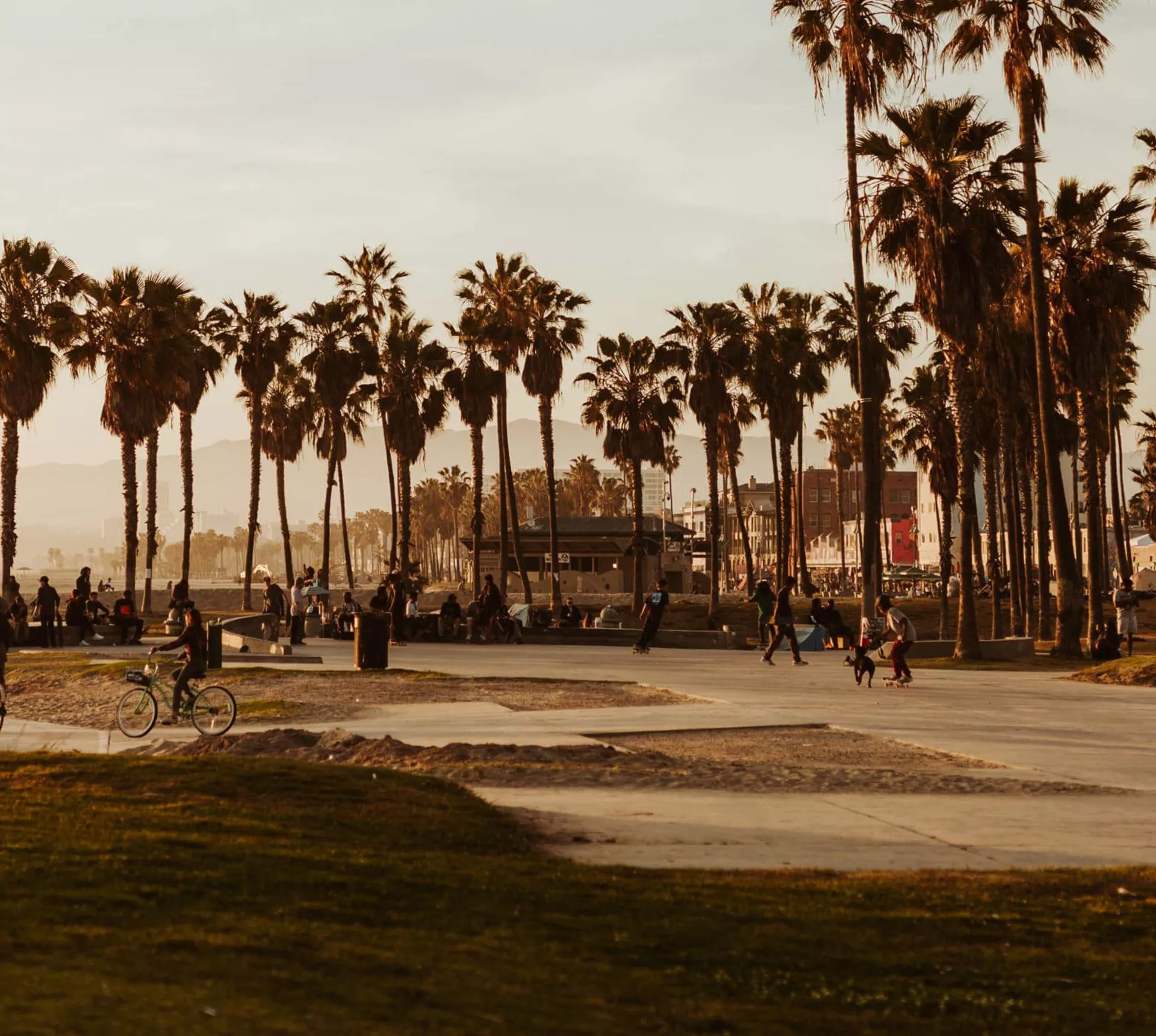 Cyclists and skaters at the iconic Venice Beach boardwalk and skate park lined with tall palm trees at golden hour in Los Angeles California - Contiki USA LA to the Bay Tour