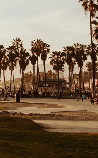 Cyclists and skaters at the iconic Venice Beach boardwalk and skate park lined with tall palm trees at golden hour in Los Angeles California - Contiki USA LA to the Bay Tour