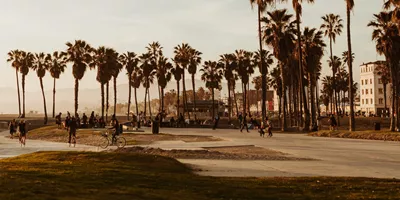 Cyclists and skaters at the iconic Venice Beach boardwalk and skate park lined with tall palm trees at golden hour in Los Angeles California - Contiki USA LA to the Bay Tour