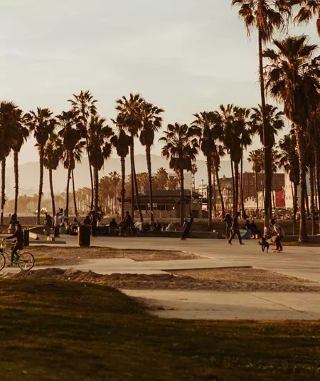 Cyclists and skaters at the iconic Venice Beach boardwalk and skate park lined with tall palm trees at golden hour in Los Angeles California - Contiki USA LA to the Bay Tour