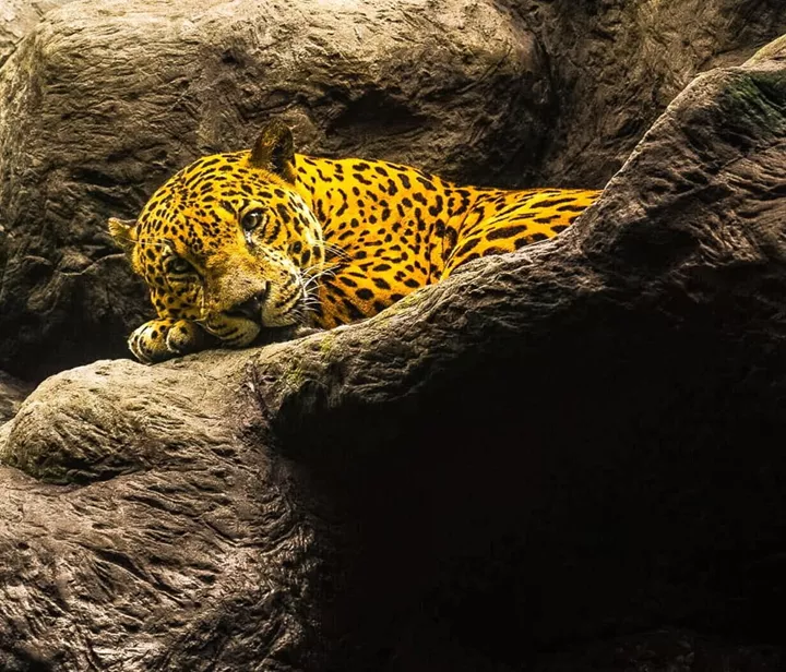 Leopard in it's natural habitat, Costa Rica