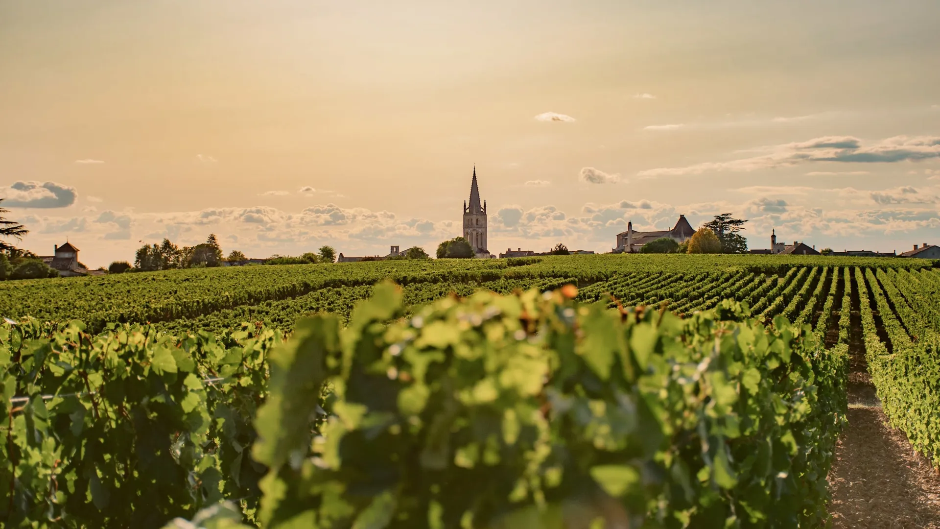 Sunset over vineyards in Bordeaux, France, with rows of grapevines leading to a historic village and church - Bordeaux, Burgundy & Champagne Tour