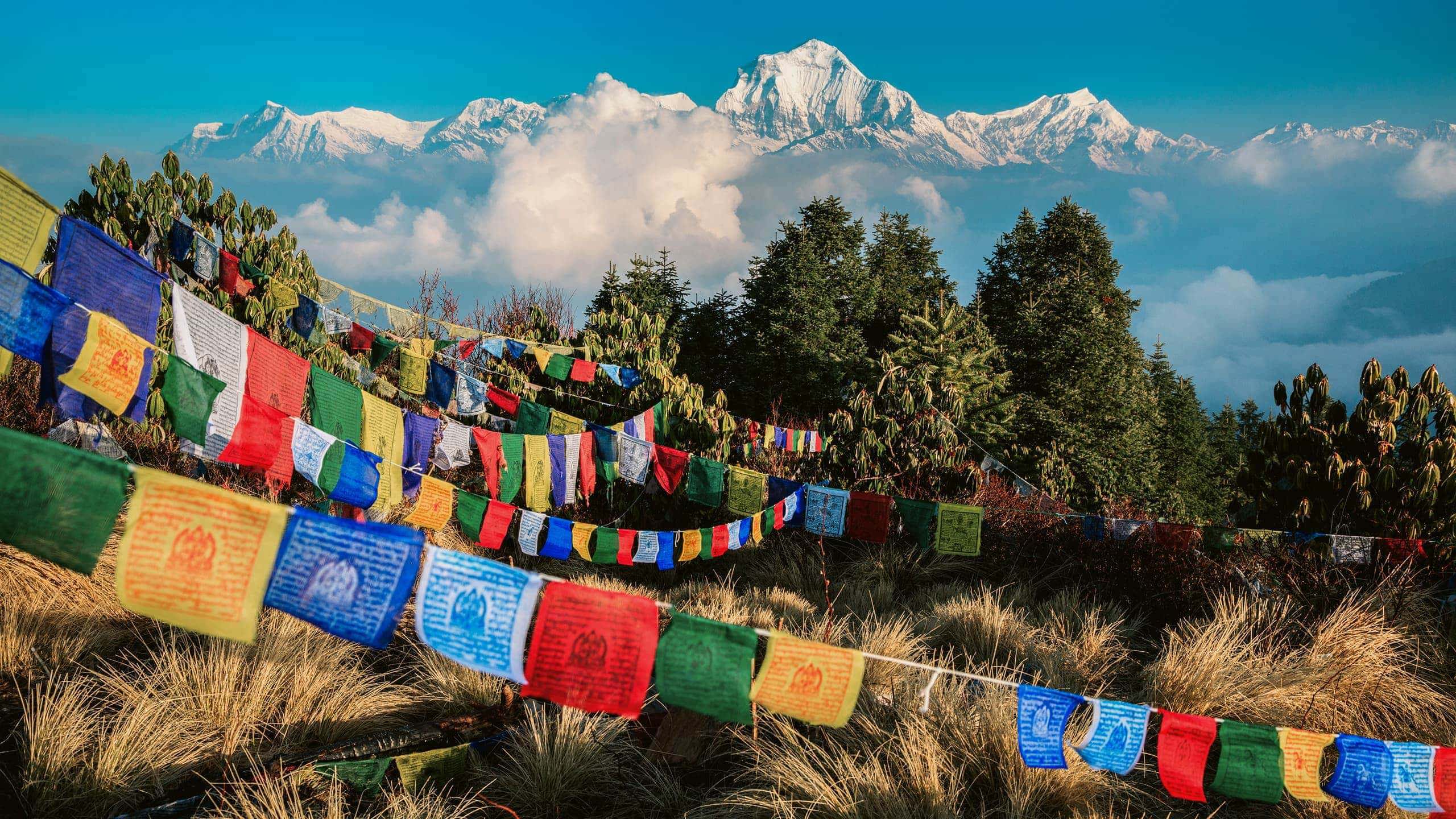 Buddhist prayer flags at Poon Hill with the Dhaulagiri Himalayan peaks rising above the clouds in the Annapurna region Nepal - Contiki Nepal Tour