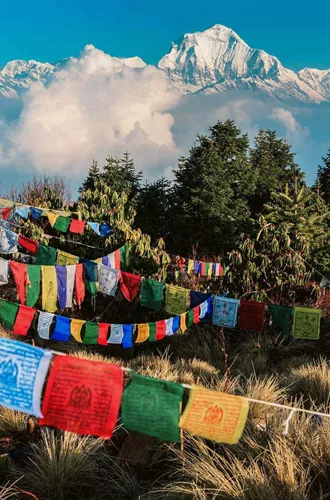 Buddhist prayer flags at Poon Hill with the Dhaulagiri Himalayan peaks rising above the clouds in the Annapurna region Nepal - Contiki Nepal Tour