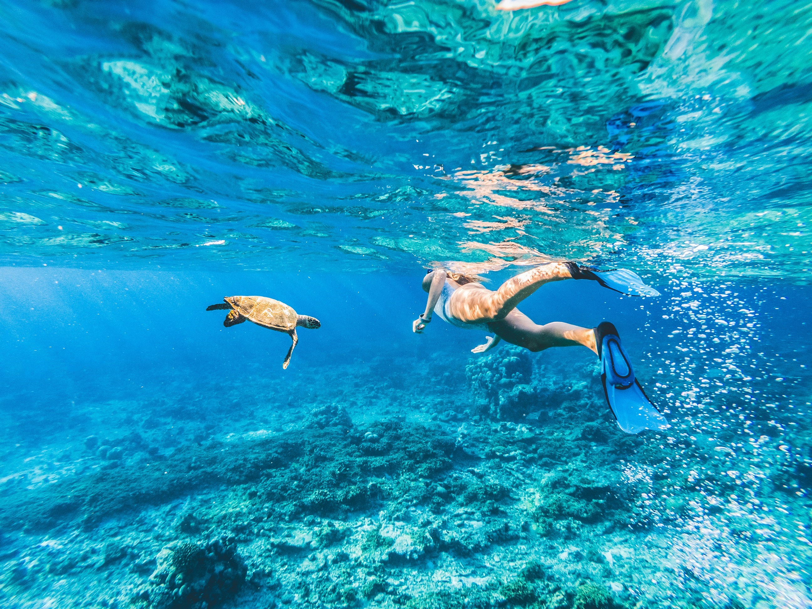 Swim with Turtles and Stingrays