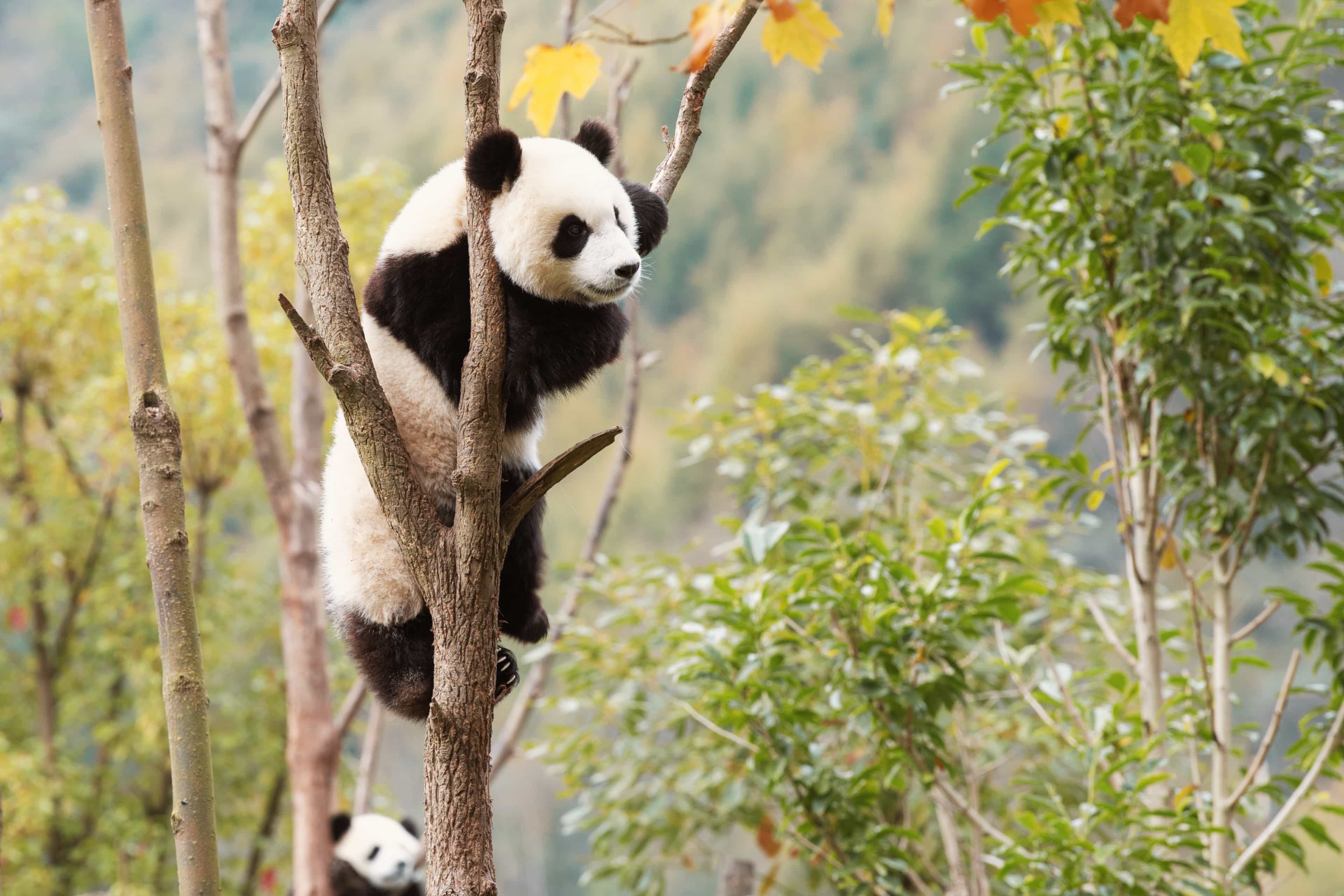 A giant panda climbs a tree in a lush Chinese forest, with a second panda visible on the ground below.