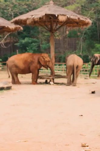 A group watching elephants in a sanctuary - Contiki Thailand, Laos & Cambodia Uncovered Tour