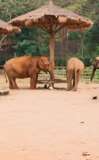 A group watching elephants in a sanctuary - Contiki Thailand, Laos & Cambodia Uncovered Tour