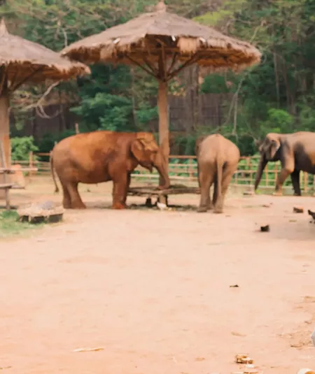 A group watching elephants in a sanctuary - Contiki Thailand, Laos & Cambodia Uncovered Tour