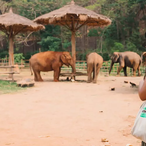 A group watching elephants in a sanctuary - Contiki Thailand, Laos & Cambodia Uncovered Tour