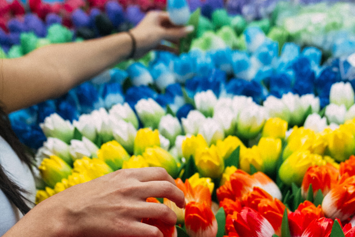 Hands Collecting Tulips Different Colours