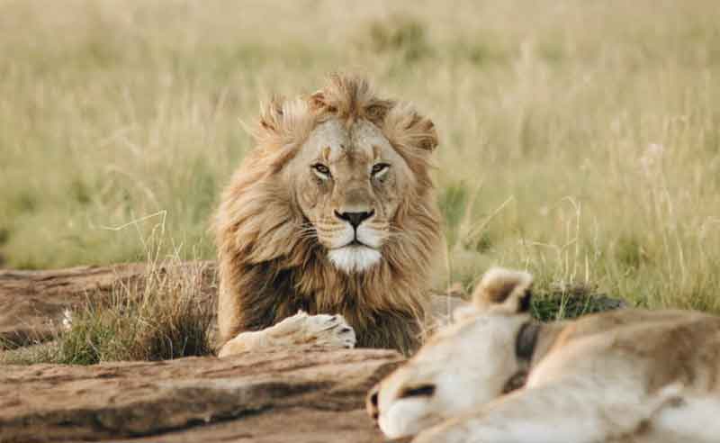 Male Lion Sitting Looking At Camera