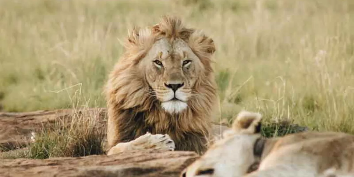 Male Lion Sitting Looking At Camera