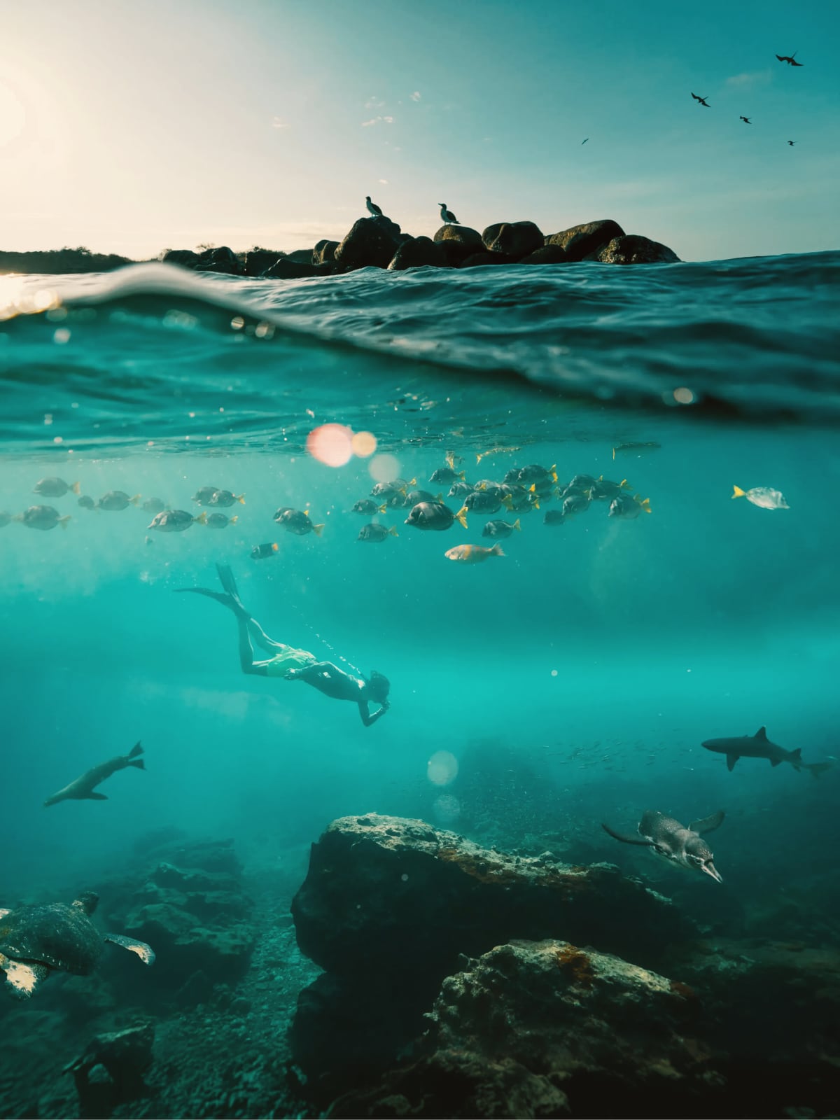 Split-view snorkelling shot showing a diver, sea turtle, penguin and reef shark beneath the waterline in the Galápagos Islands.