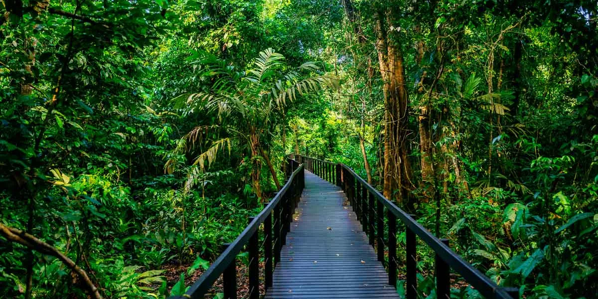 Jungle Bridge Costa Rica