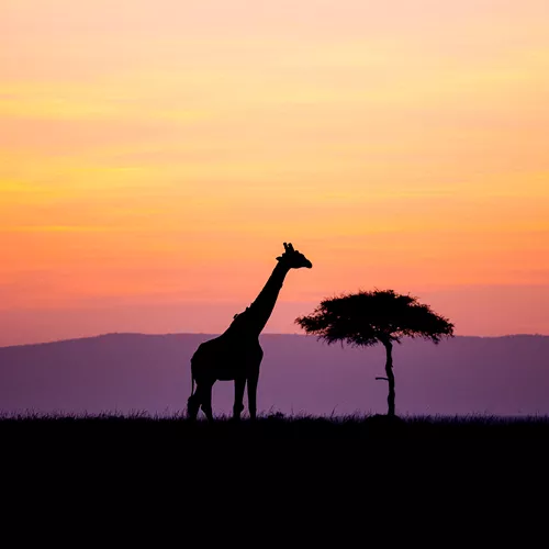 Kenya Adventure