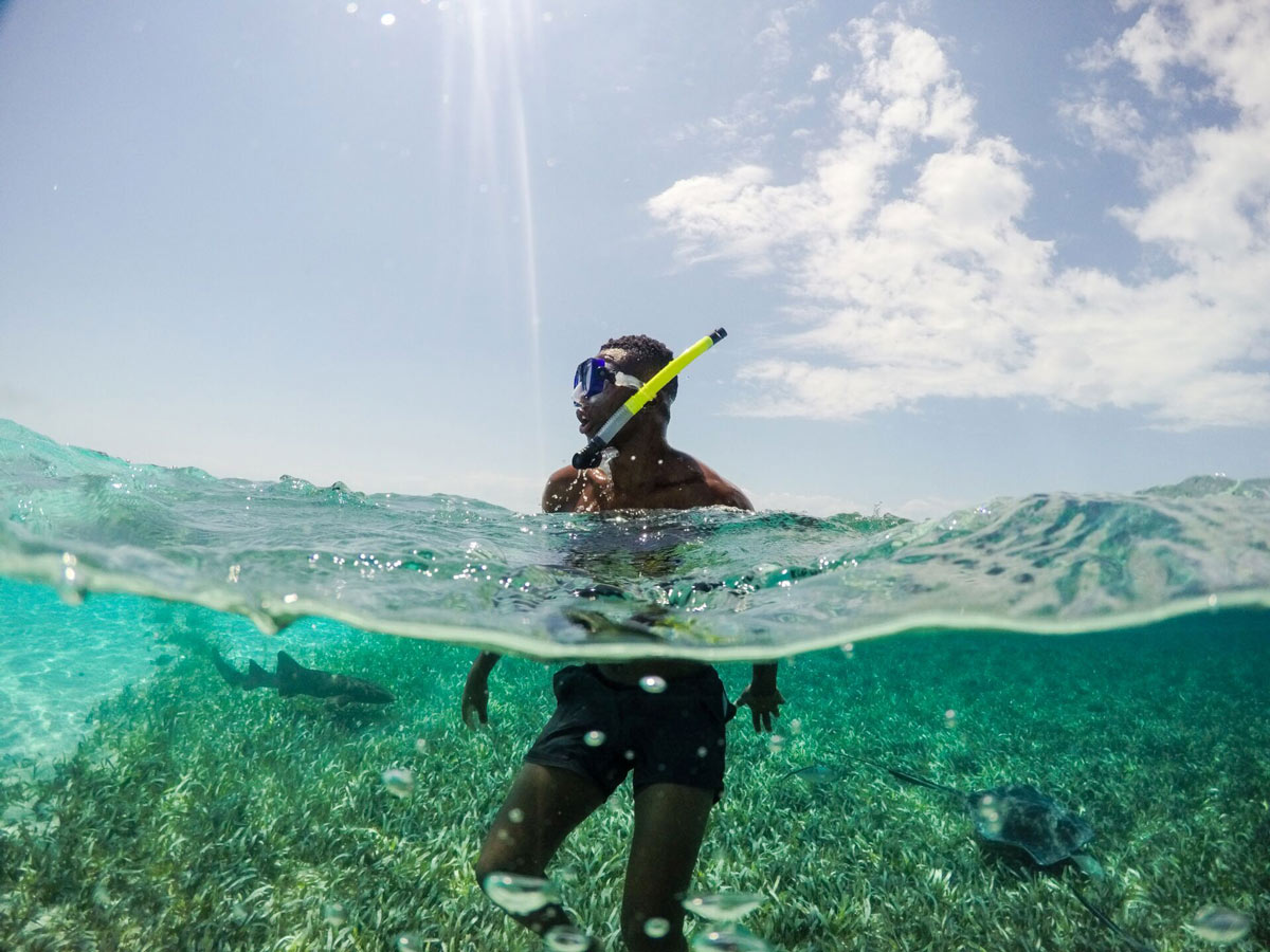 Man Snorkelling Rays And Small Shark