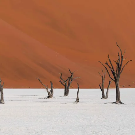 Small trees in the ground against a deep orange background