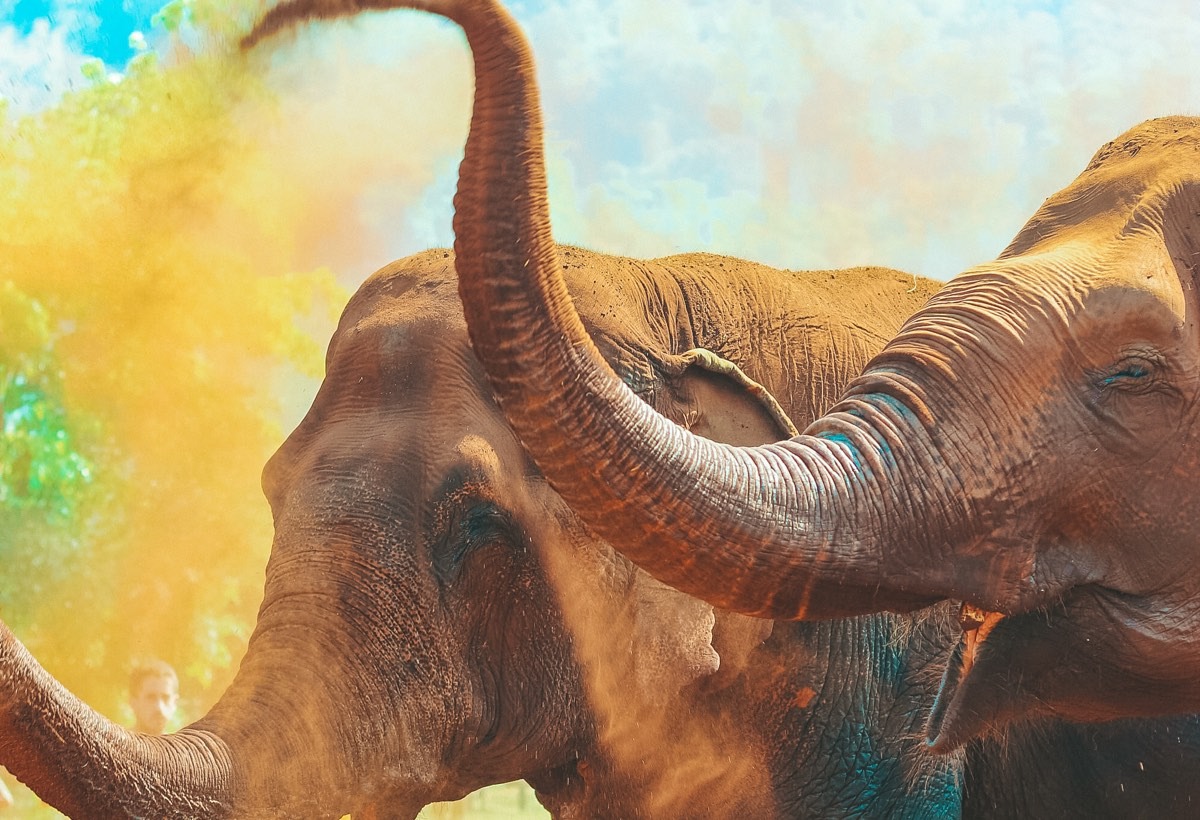 A couple of elephants