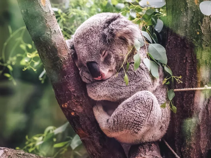 Coala Make Travel Matter Experience