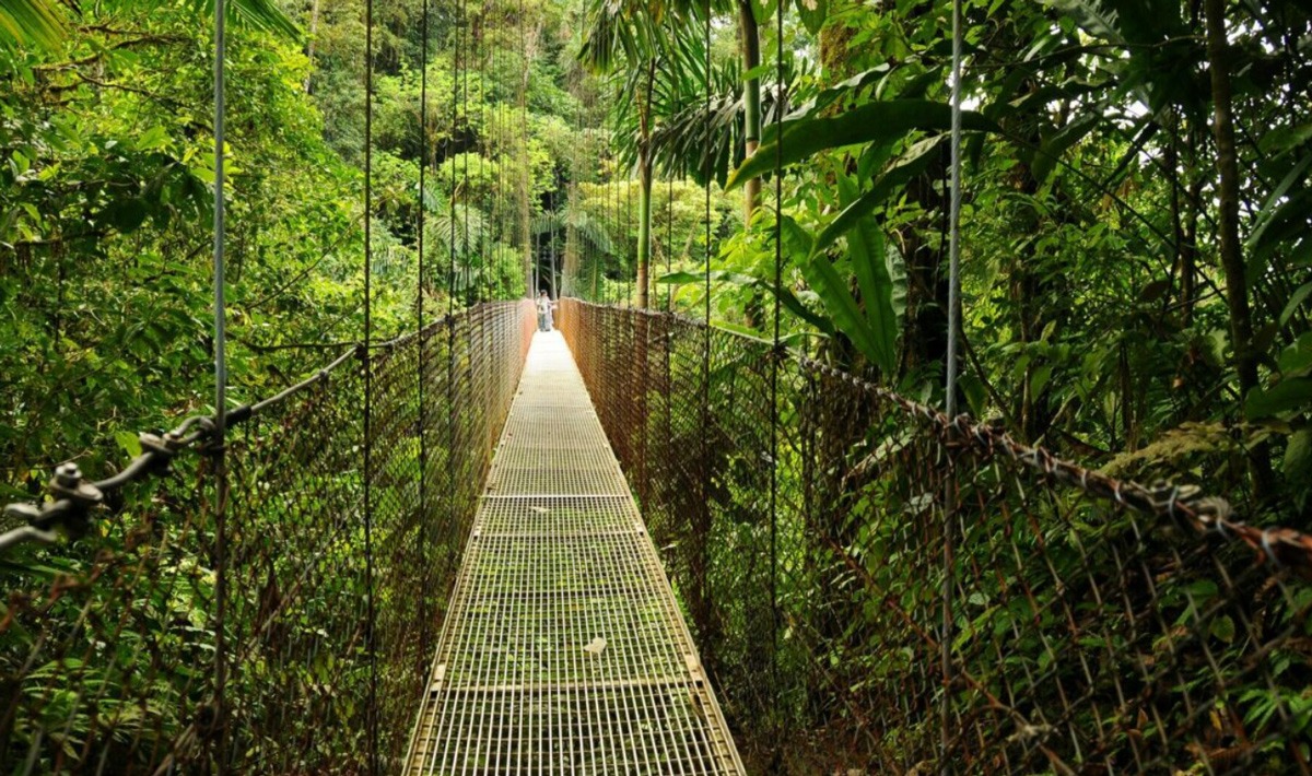 Narrow Bridge Nature Around It