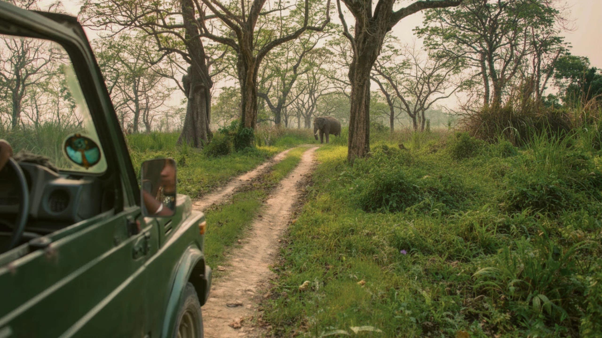 A group spot a wild elephant on safari in Chitwan National Park during Contiki's Kathmandu & Chitwan National Park Tour