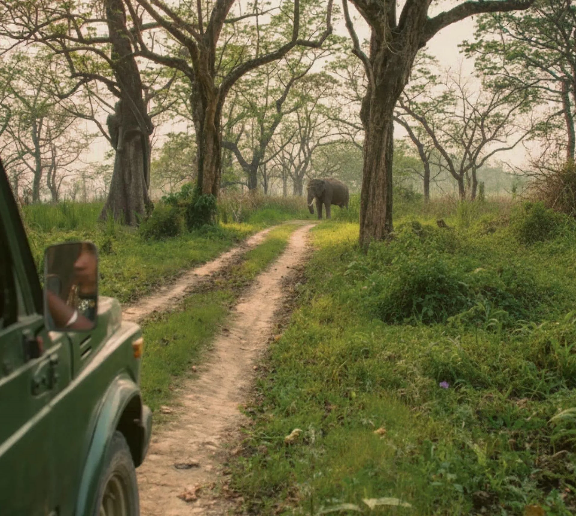 A group spot a wild elephant on safari in Chitwan National Park during Contiki's Kathmandu & Chitwan National Park Tour