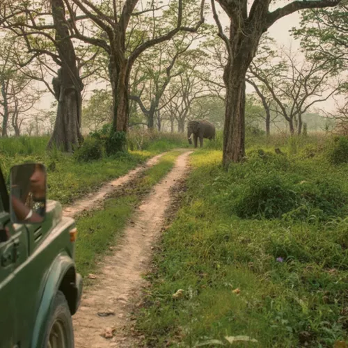 A group spot a wild elephant on safari in Chitwan National Park during Contiki's Kathmandu & Chitwan National Park Tour