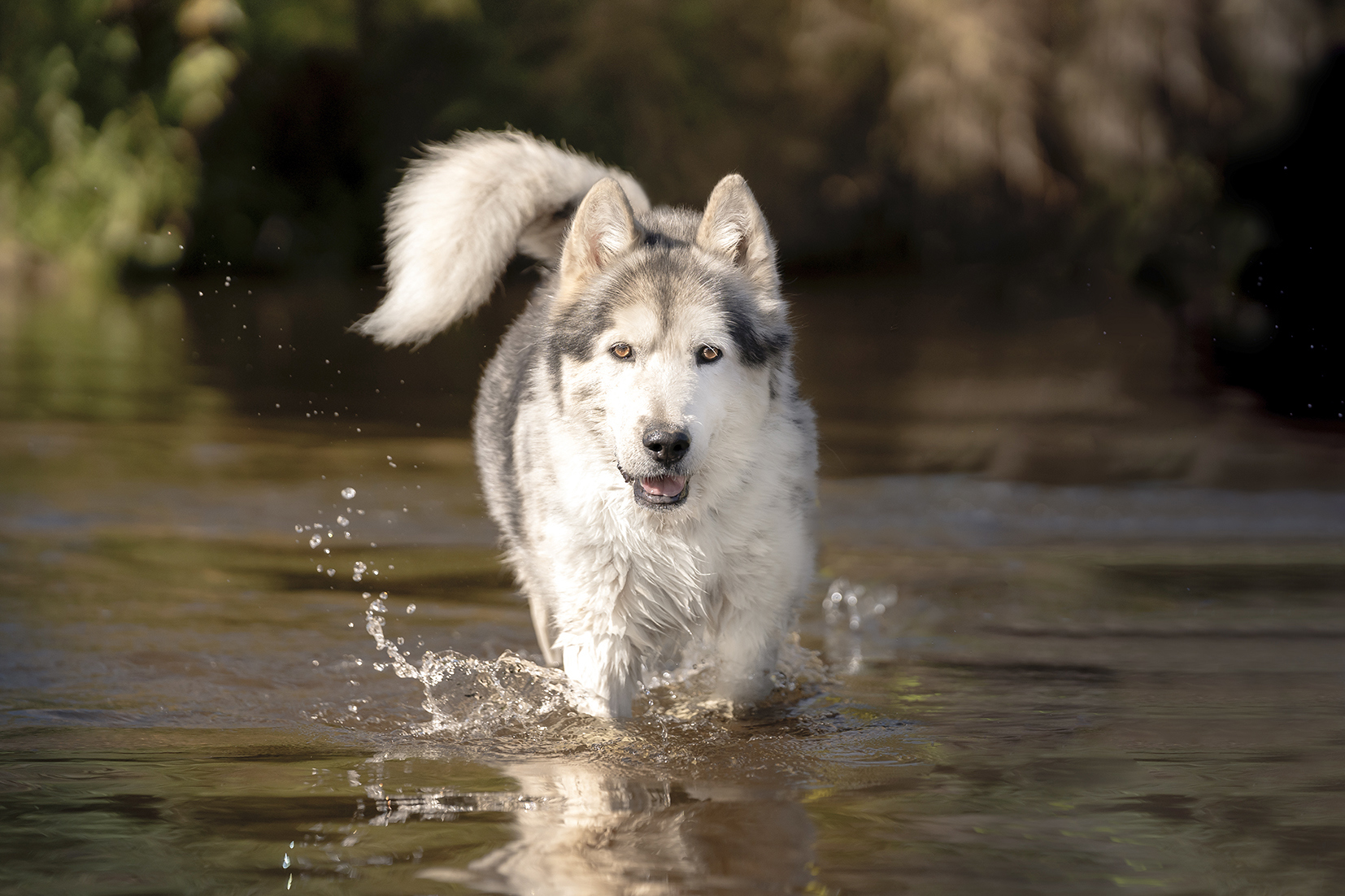 Alaskan husky walking through a stream