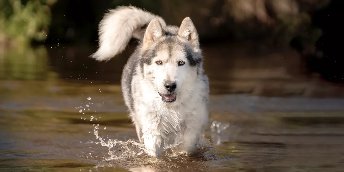 Alaskan husky walking through a stream