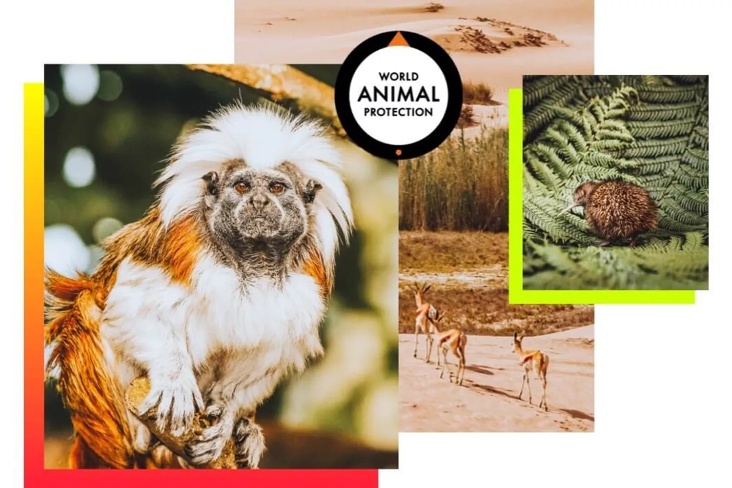 Mtm Wildlife Image