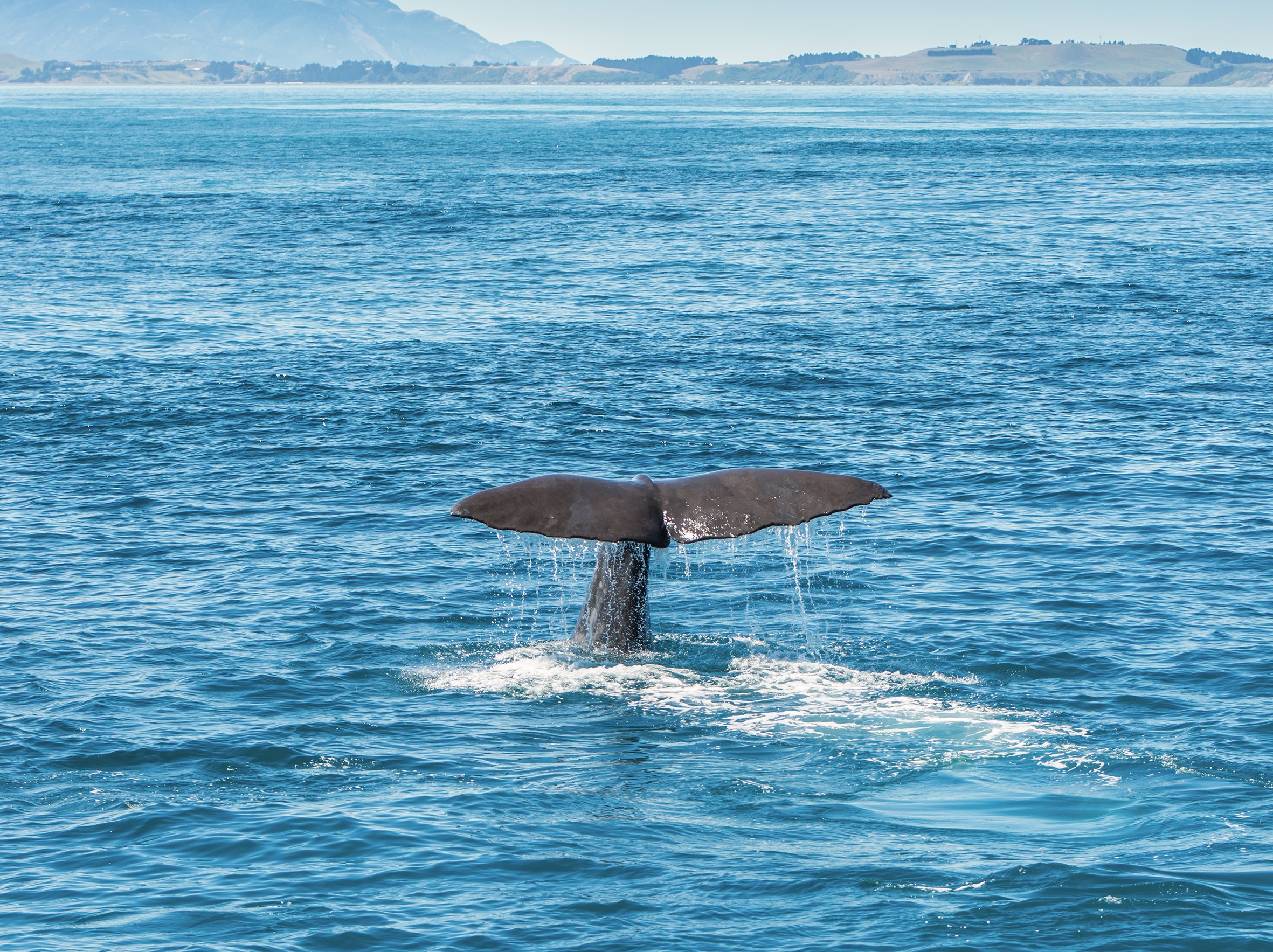 Whale Tail Breaching the Water, Kaikoura, New Zealand