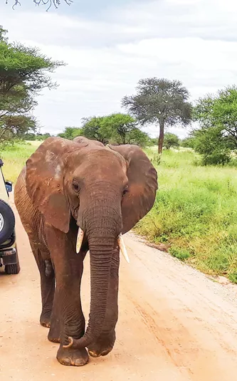 Taste of Tanzania Trip